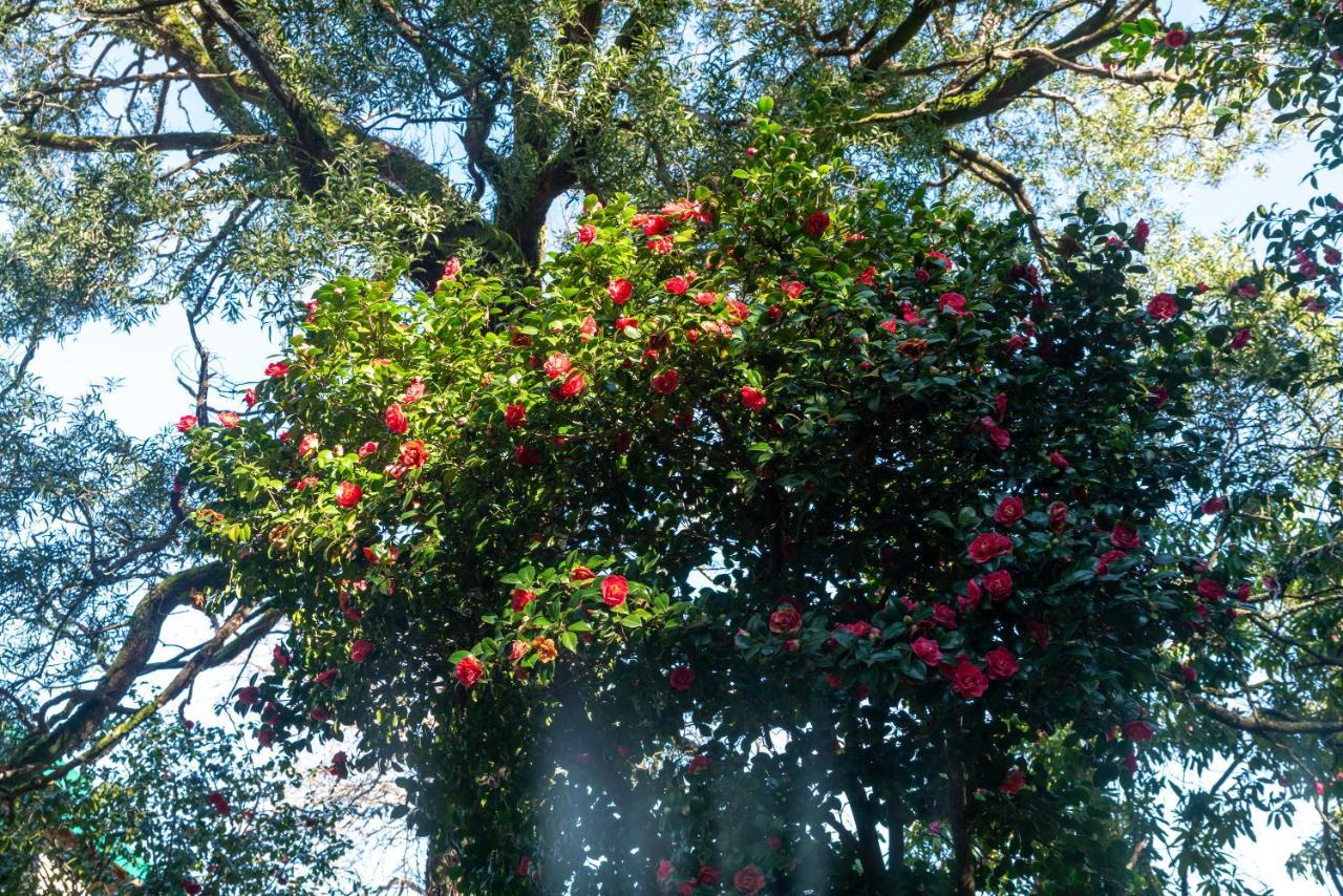 Quinta das Lamas - Oak Tree House Vouzela Exterior foto